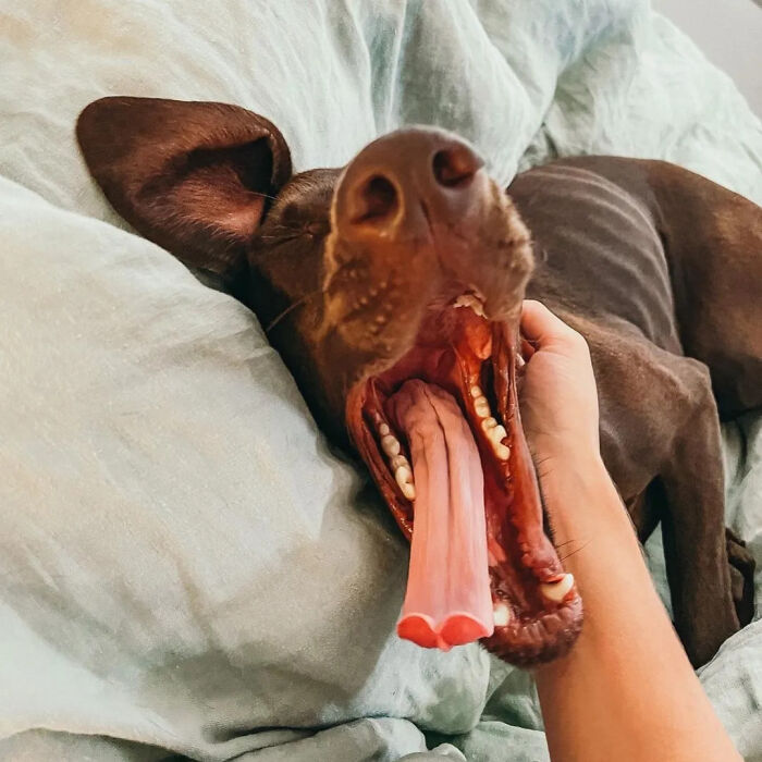 This Page Shared 61 Hilarious Photos That Feel Like A Dog&rsquo;s Version Of Embarrassing Family Pics