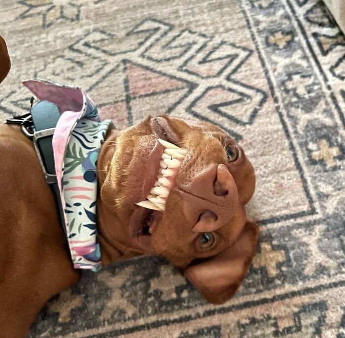 This Page Shared 61 Hilarious Photos That Feel Like A Dog&rsquo;s Version Of Embarrassing Family Pics