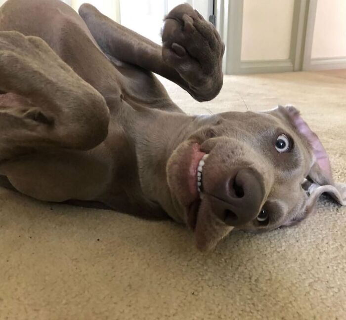 This Page Shared 61 Hilarious Photos That Feel Like A Dog&rsquo;s Version Of Embarrassing Family Pics