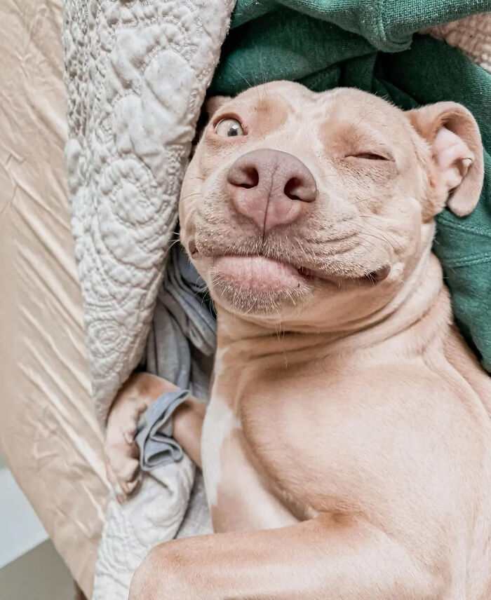 This Page Shared 61 Hilarious Photos That Feel Like A Dog&rsquo;s Version Of Embarrassing Family Pics