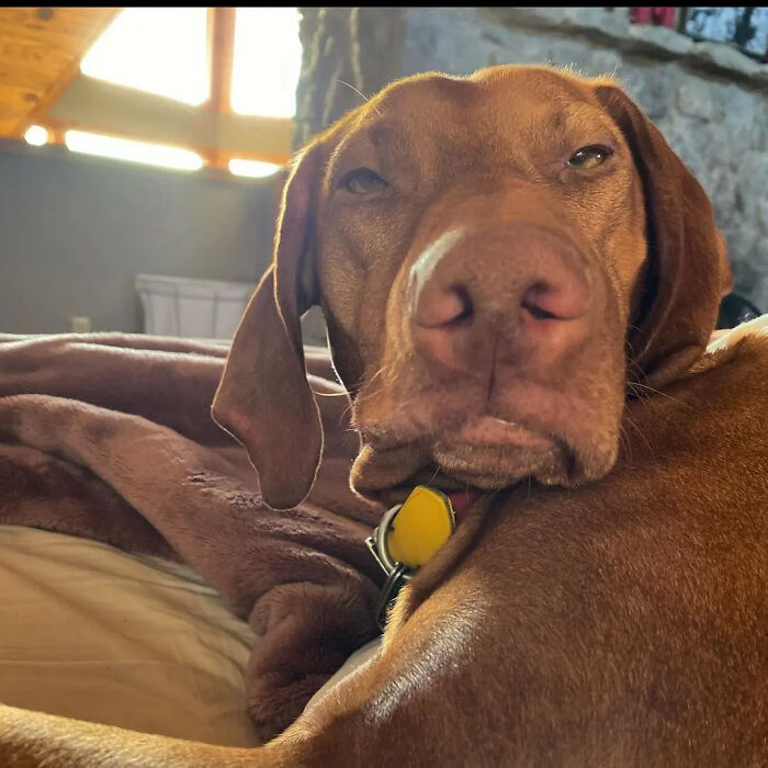 This Page Shared 61 Hilarious Photos That Feel Like A Dog&rsquo;s Version Of Embarrassing Family Pics