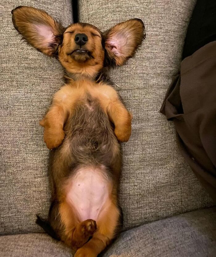 This Page Shared 61 Hilarious Photos That Feel Like A Dog&rsquo;s Version Of Embarrassing Family Pics
