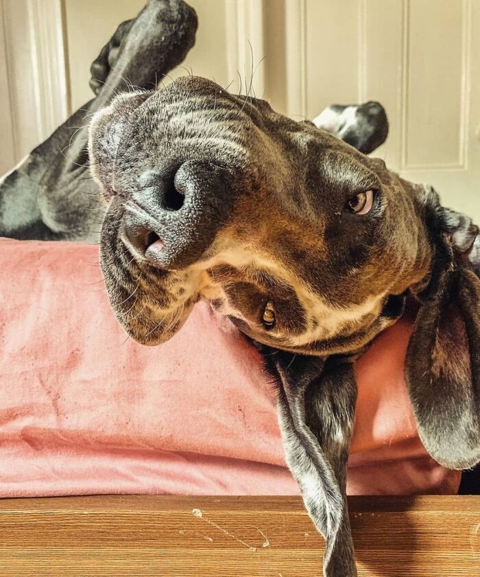 This Page Shared 61 Hilarious Photos That Feel Like A Dog&rsquo;s Version Of Embarrassing Family Pics