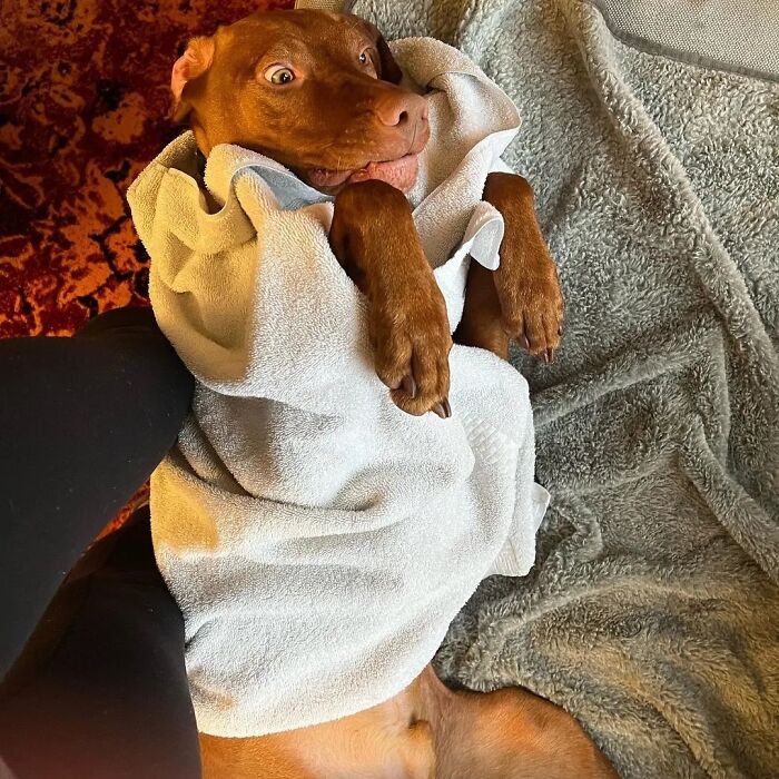 This Page Shared 61 Hilarious Photos That Feel Like A Dog&rsquo;s Version Of Embarrassing Family Pics