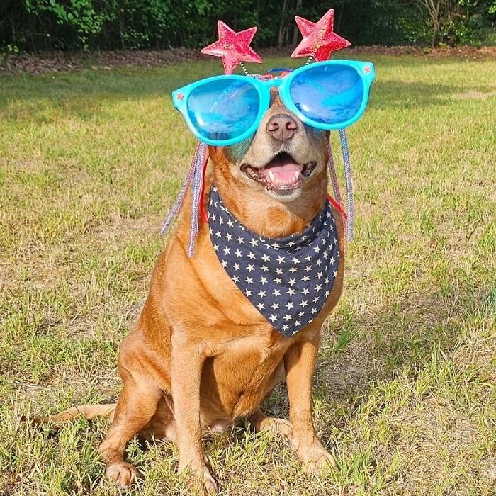 This Page Shared 61 Hilarious Photos That Feel Like A Dog&rsquo;s Version Of Embarrassing Family Pics