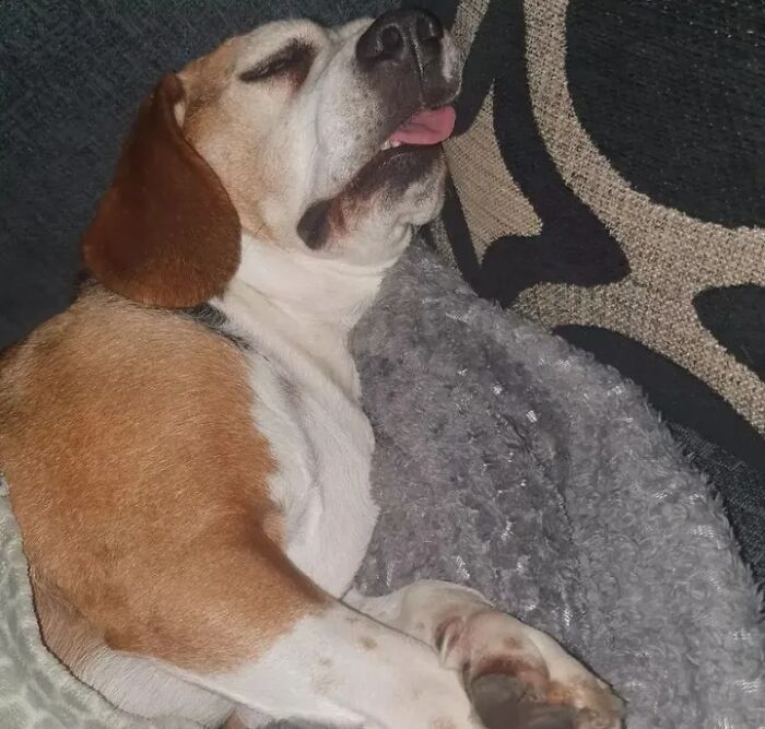 This Page Shared 61 Hilarious Photos That Feel Like A Dog&rsquo;s Version Of Embarrassing Family Pics