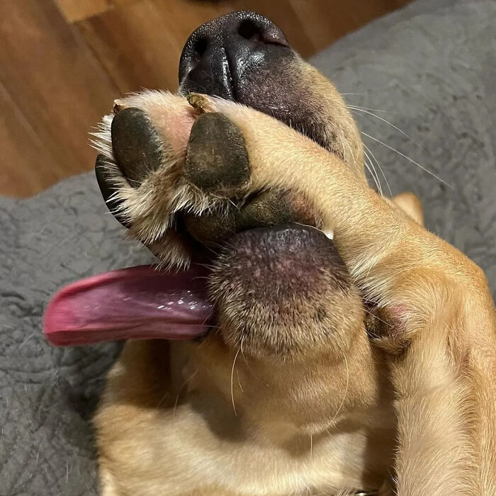 This Page Shared 61 Hilarious Photos That Feel Like A Dog&rsquo;s Version Of Embarrassing Family Pics