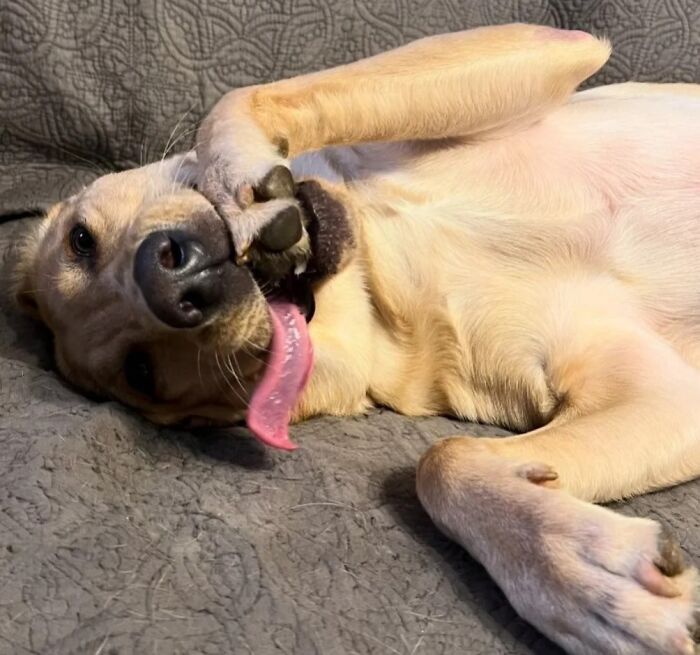 This Page Shared 61 Hilarious Photos That Feel Like A Dog&rsquo;s Version Of Embarrassing Family Pics