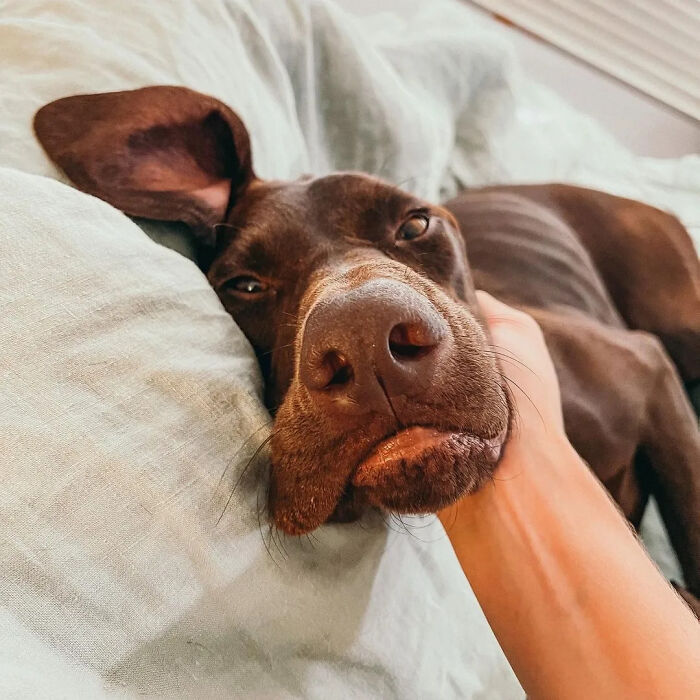 This Page Shared 61 Hilarious Photos That Feel Like A Dog&rsquo;s Version Of Embarrassing Family Pics
