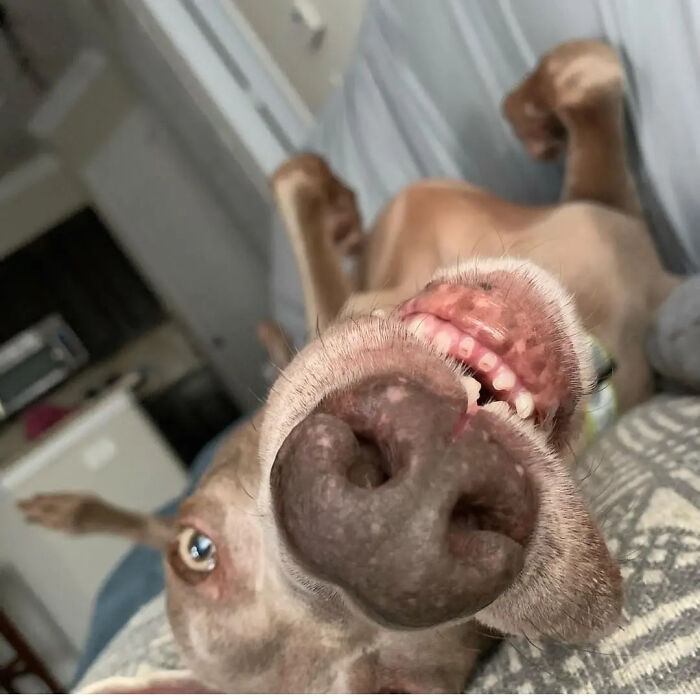 This Page Shared 61 Hilarious Photos That Feel Like A Dog&rsquo;s Version Of Embarrassing Family Pics