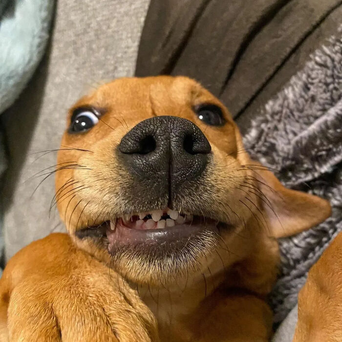 This Page Shared 61 Hilarious Photos That Feel Like A Dog&rsquo;s Version Of Embarrassing Family Pics
