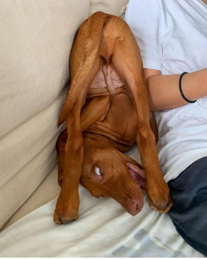 This Page Shared 61 Hilarious Photos That Feel Like A Dog&rsquo;s Version Of Embarrassing Family Pics