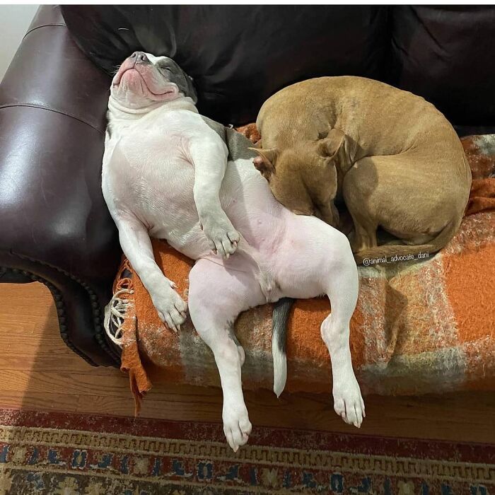 This Page Shared 61 Hilarious Photos That Feel Like A Dog&rsquo;s Version Of Embarrassing Family Pics