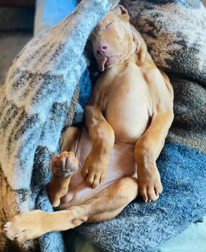 This Page Shared 61 Hilarious Photos That Feel Like A Dog&rsquo;s Version Of Embarrassing Family Pics