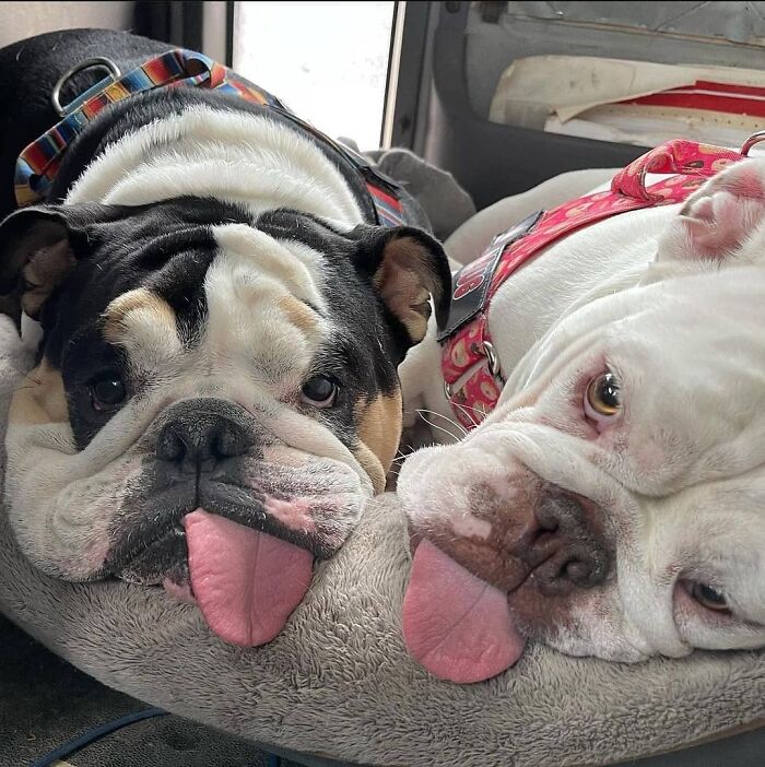 This Page Shared 61 Hilarious Photos That Feel Like A Dog&rsquo;s Version Of Embarrassing Family Pics