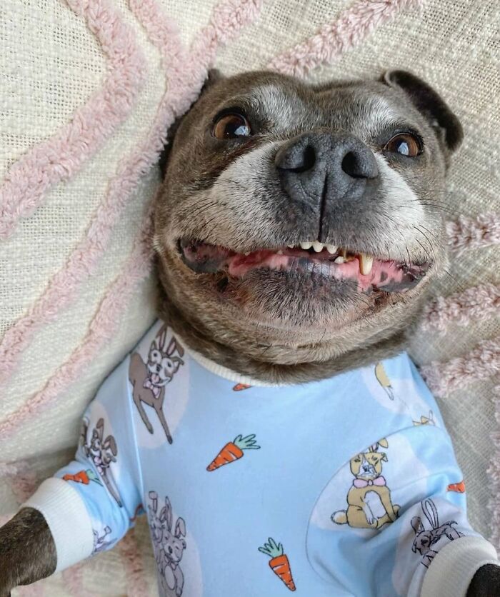 This Page Shared 61 Hilarious Photos That Feel Like A Dog&rsquo;s Version Of Embarrassing Family Pics