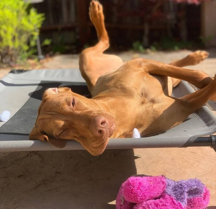 This Page Shared 61 Hilarious Photos That Feel Like A Dog&rsquo;s Version Of Embarrassing Family Pics