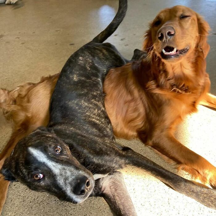 This Page Shared 61 Hilarious Photos That Feel Like A Dog&rsquo;s Version Of Embarrassing Family Pics