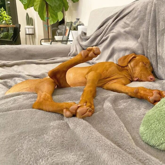This Page Shared 61 Hilarious Photos That Feel Like A Dog&rsquo;s Version Of Embarrassing Family Pics