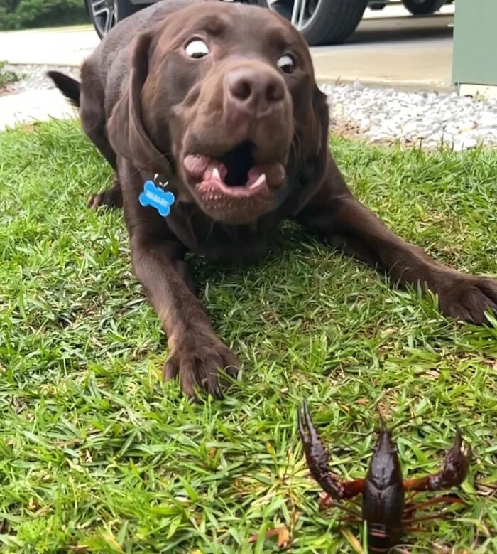 This Page Shared 61 Hilarious Photos That Feel Like A Dog&rsquo;s Version Of Embarrassing Family Pics