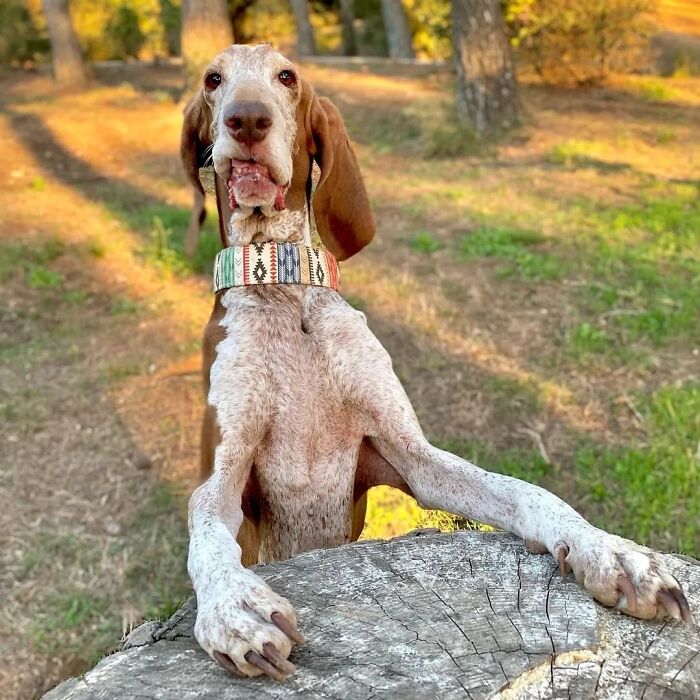 This Page Shared 61 Hilarious Photos That Feel Like A Dog&rsquo;s Version Of Embarrassing Family Pics