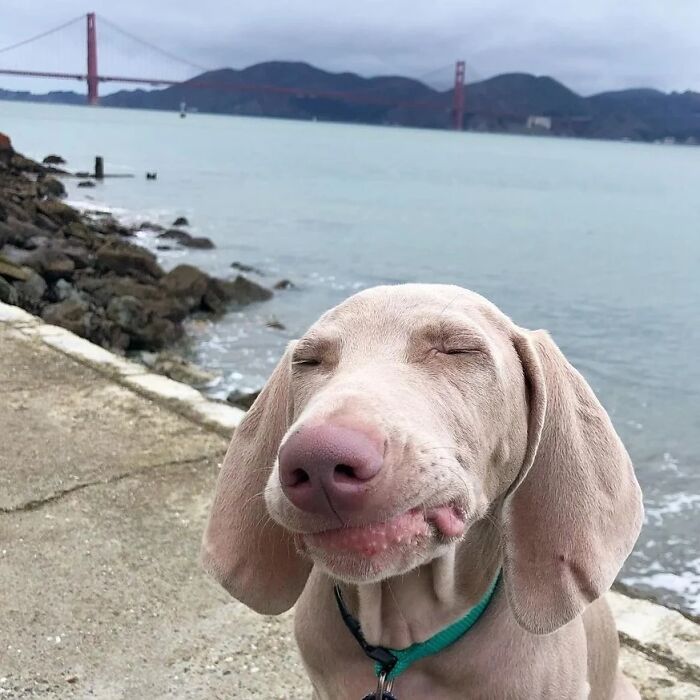 This Page Shared 61 Hilarious Photos That Feel Like A Dog&rsquo;s Version Of Embarrassing Family Pics