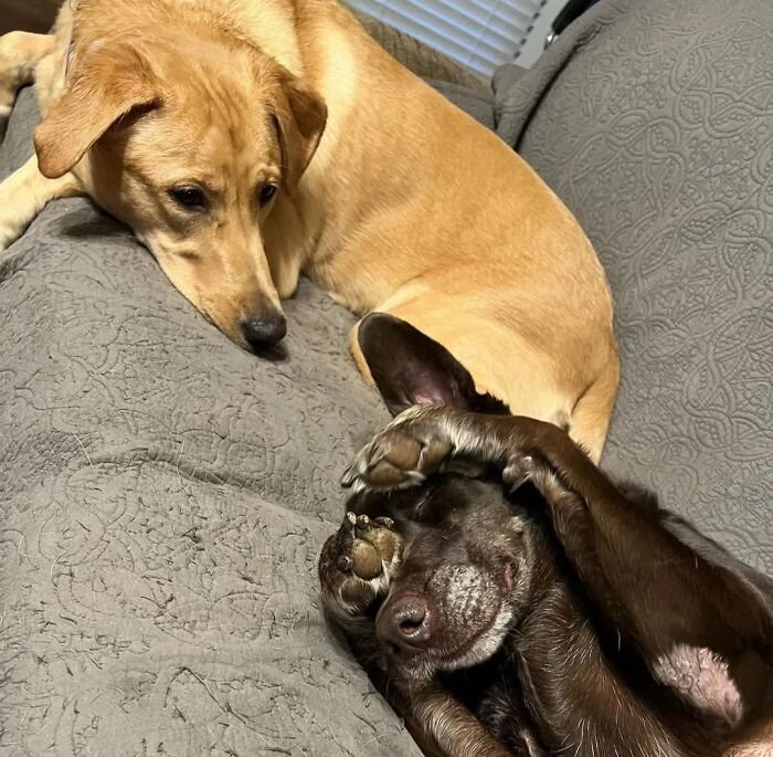 This Page Shared 61 Hilarious Photos That Feel Like A Dog&rsquo;s Version Of Embarrassing Family Pics