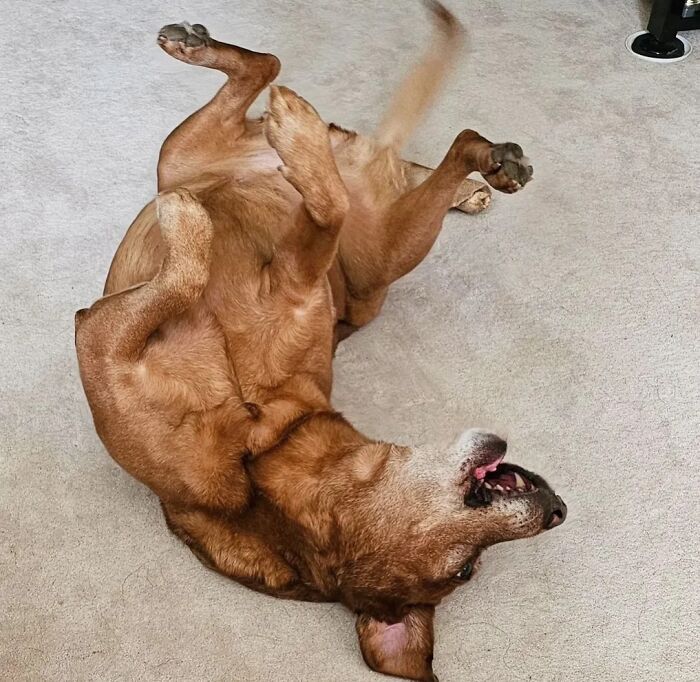 This Page Shared 61 Hilarious Photos That Feel Like A Dog&rsquo;s Version Of Embarrassing Family Pics