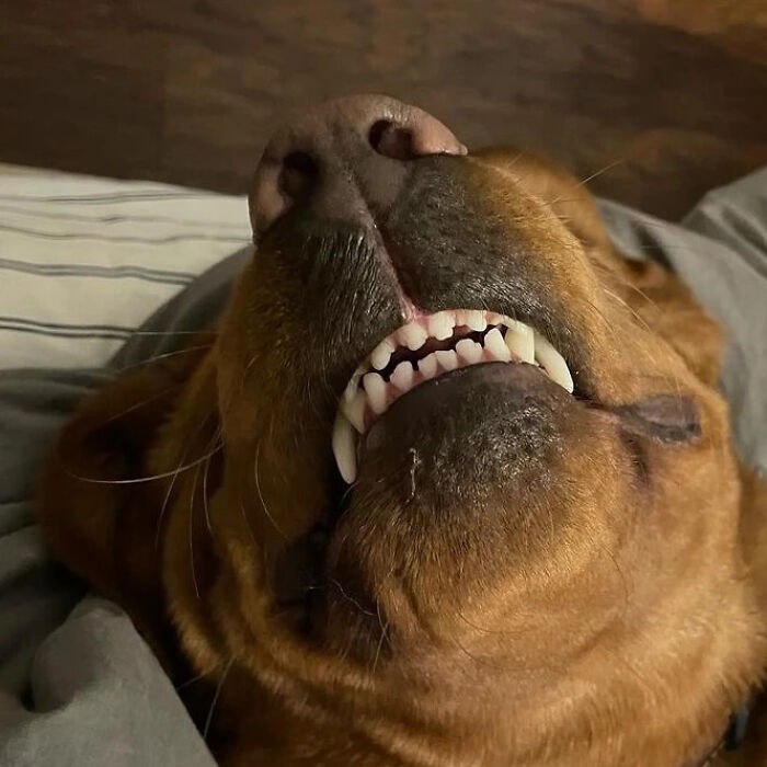 This Page Shared 61 Hilarious Photos That Feel Like A Dog&rsquo;s Version Of Embarrassing Family Pics