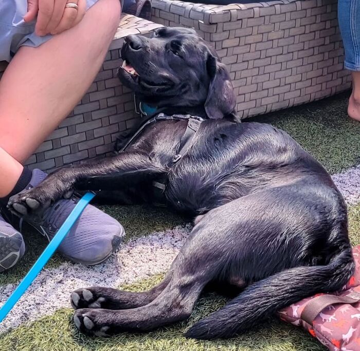 This Page Shared 61 Hilarious Photos That Feel Like A Dog&rsquo;s Version Of Embarrassing Family Pics