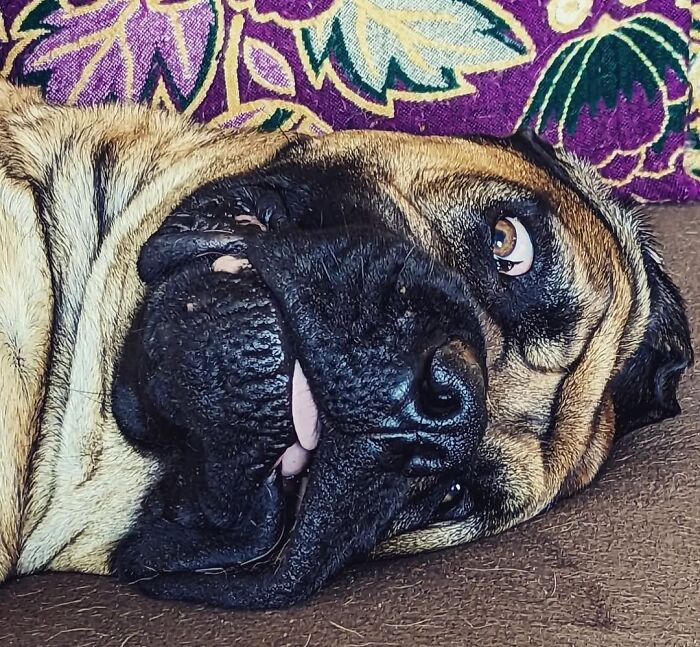 This Page Shared 61 Hilarious Photos That Feel Like A Dog&rsquo;s Version Of Embarrassing Family Pics