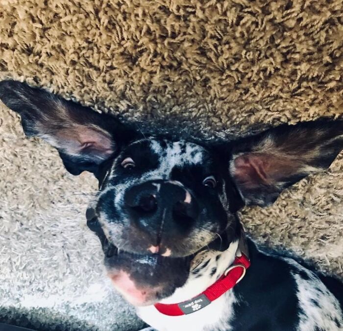 This Page Shared 61 Hilarious Photos That Feel Like A Dog&rsquo;s Version Of Embarrassing Family Pics