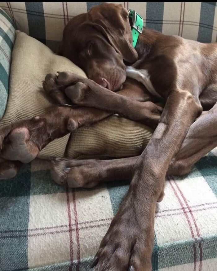 This Page Shared 61 Hilarious Photos That Feel Like A Dog&rsquo;s Version Of Embarrassing Family Pics