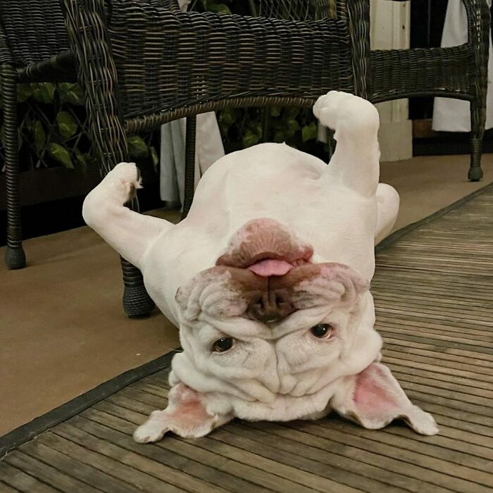 This Page Shared 61 Hilarious Photos That Feel Like A Dog&rsquo;s Version Of Embarrassing Family Pics