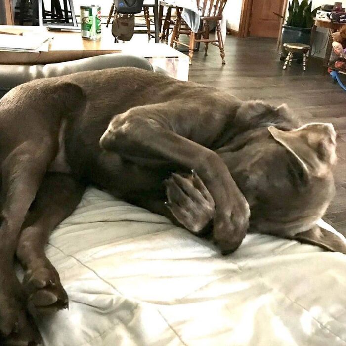 This Page Shared 61 Hilarious Photos That Feel Like A Dog&rsquo;s Version Of Embarrassing Family Pics