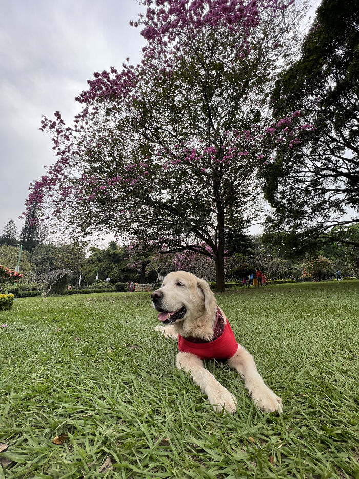 After Losing Her Dog To Cancer, This Woman Built A Community To Help Other Pet Owners After Losing Her Dog To Cancer, This Woman Built A Community To Help Other Pet Owners