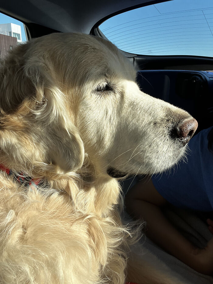 After Losing Her Dog To Cancer, This Woman Built A Community To Help Other Pet Owners After Losing Her Dog To Cancer, This Woman Built A Community To Help Other Pet Owners
