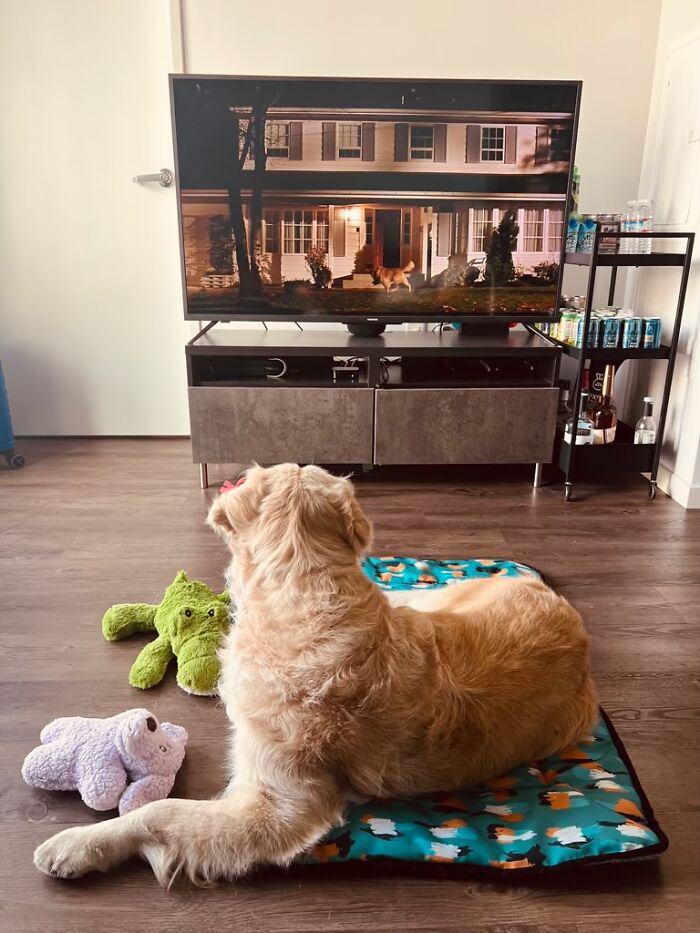 After Losing Her Dog To Cancer, This Woman Built A Community To Help Other Pet Owners After Losing Her Dog To Cancer, This Woman Built A Community To Help Other Pet Owners