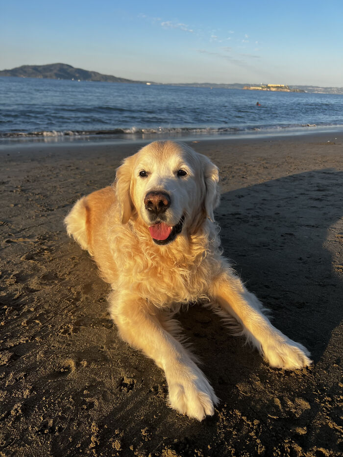 After Losing Her Dog To Cancer, This Woman Built A Community To Help Other Pet Owners After Losing Her Dog To Cancer, This Woman Built A Community To Help Other Pet Owners