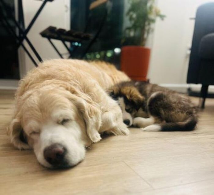 After Losing Her Dog To Cancer, This Woman Built A Community To Help Other Pet Owners After Losing Her Dog To Cancer, This Woman Built A Community To Help Other Pet Owners