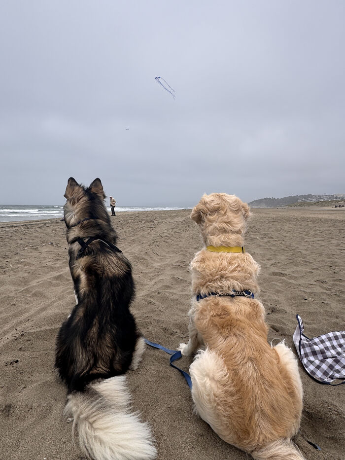 After Losing Her Dog To Cancer, This Woman Built A Community To Help Other Pet Owners After Losing Her Dog To Cancer, This Woman Built A Community To Help Other Pet Owners