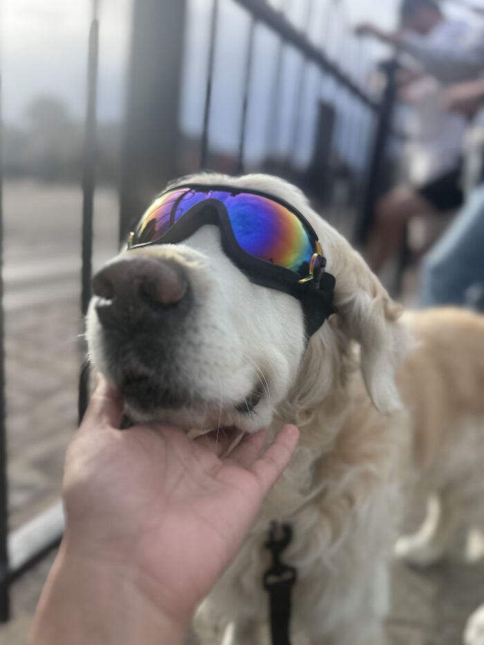 After Losing Her Dog To Cancer, This Woman Built A Community To Help Other Pet Owners After Losing Her Dog To Cancer, This Woman Built A Community To Help Other Pet Owners