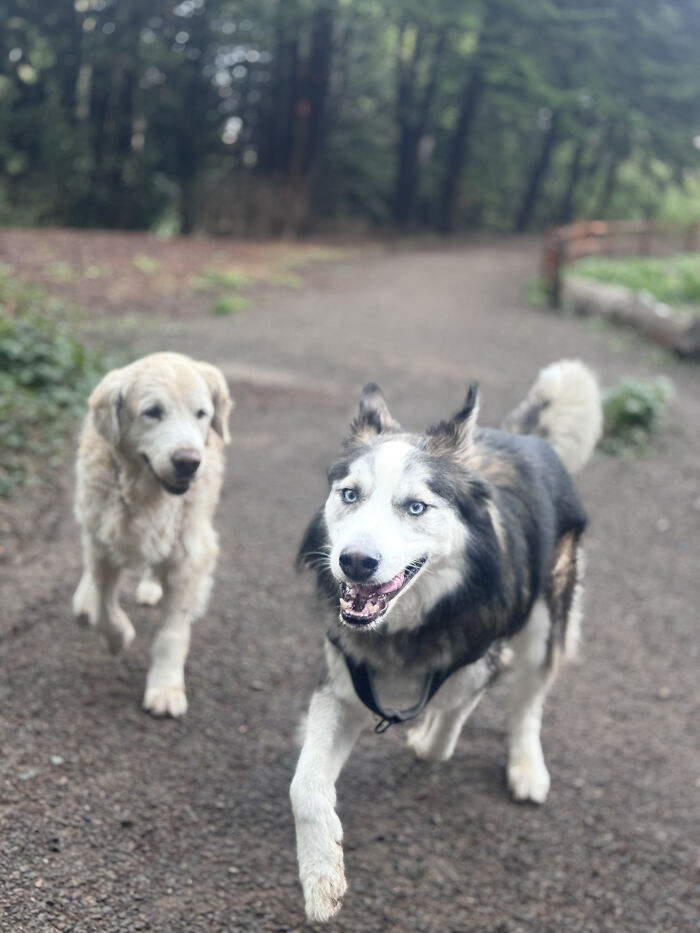After Losing Her Dog To Cancer, This Woman Built A Community To Help Other Pet Owners After Losing Her Dog To Cancer, This Woman Built A Community To Help Other Pet Owners