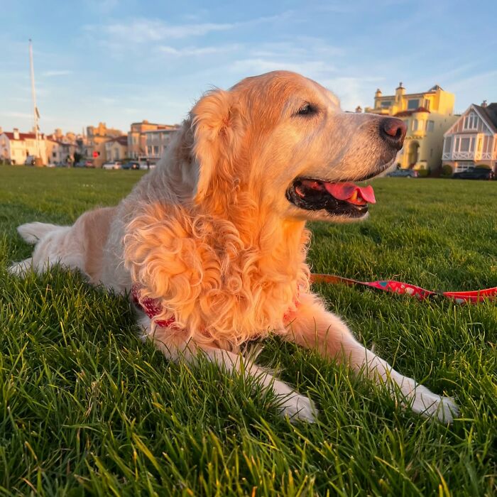 After Losing Her Dog To Cancer, This Woman Built A Community To Help Other Pet Owners After Losing Her Dog To Cancer, This Woman Built A Community To Help Other Pet Owners
