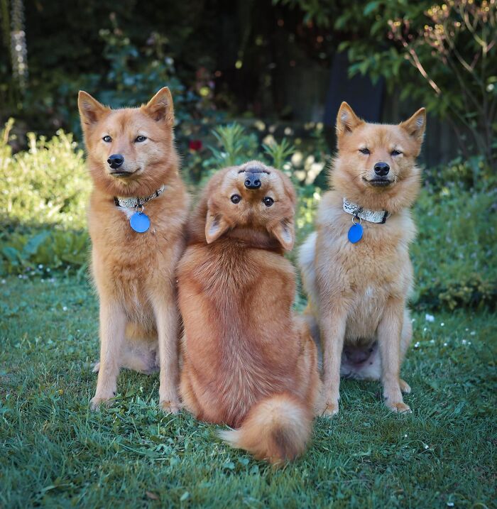 107 Wholesome Animal Photos That Might Restore Your Faith In The Internet 107 Wholesome Animal Photos That Might Restore Your Faith In The Internet