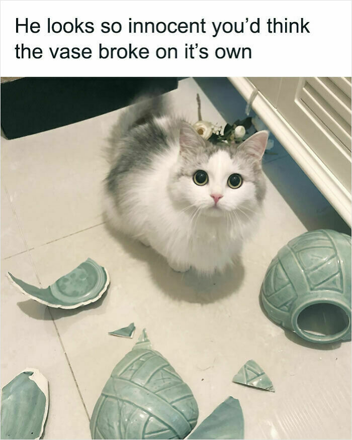 107 Wholesome Animal Photos That Might Restore Your Faith In The Internet 107 Wholesome Animal Photos That Might Restore Your Faith In The Internet