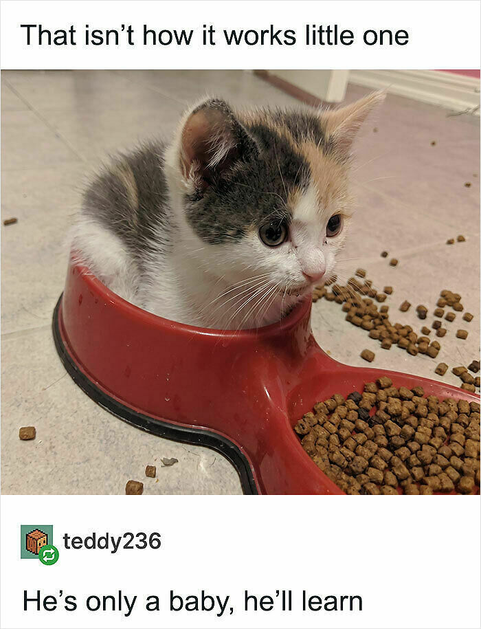 107 Wholesome Animal Photos That Might Restore Your Faith In The Internet 107 Wholesome Animal Photos That Might Restore Your Faith In The Internet