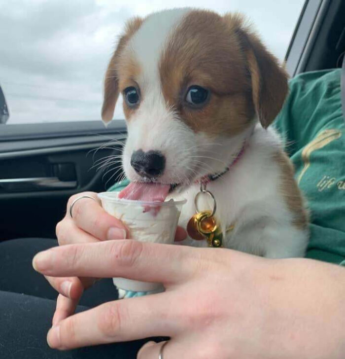 107 Wholesome Animal Photos That Might Restore Your Faith In The Internet 107 Wholesome Animal Photos That Might Restore Your Faith In The Internet