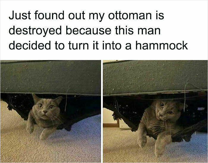 107 Wholesome Animal Photos That Might Restore Your Faith In The Internet 107 Wholesome Animal Photos That Might Restore Your Faith In The Internet