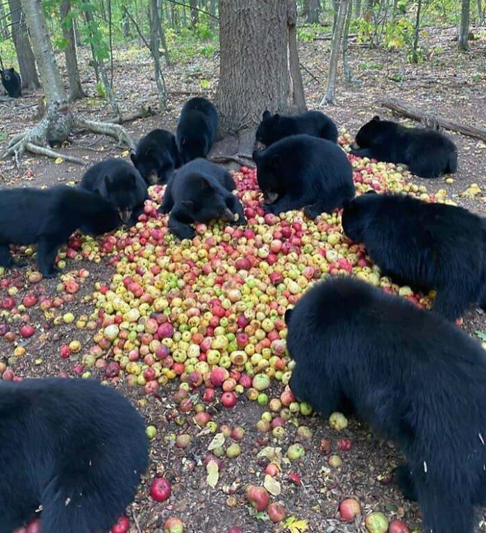 107 Wholesome Animal Photos That Might Restore Your Faith In The Internet 107 Wholesome Animal Photos That Might Restore Your Faith In The Internet